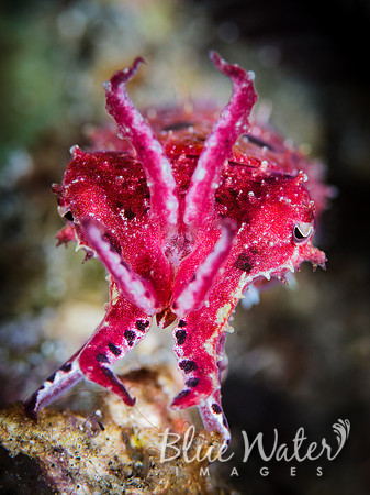 Dwarf cuttlefish