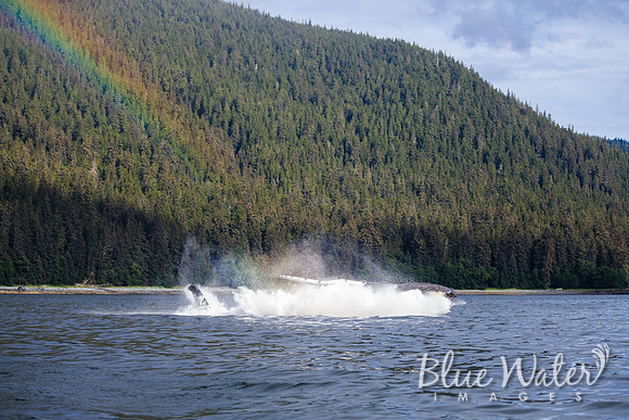 Humpback whales bubble-net feeding