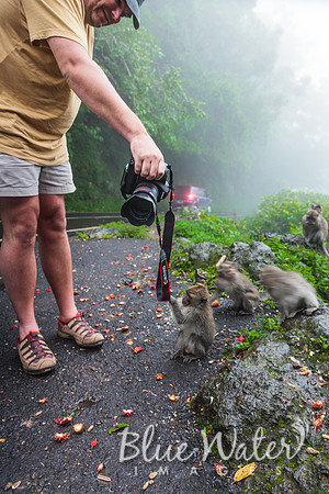 Balinese Macaque