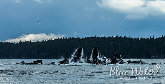 Humpback whales bubble-net feeding