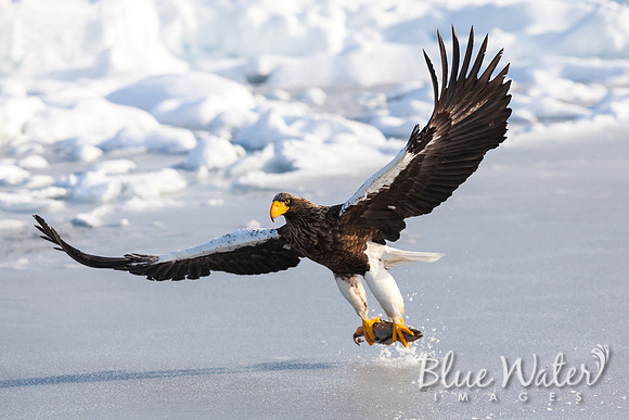 Steller's sea eagle