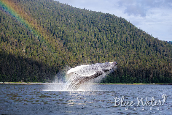 Humpback whales bubble-net feeding