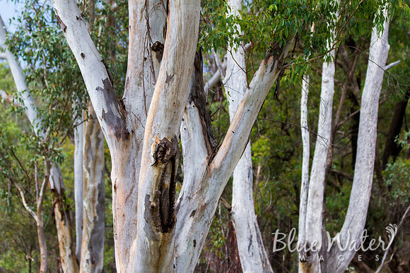 Gum Trees