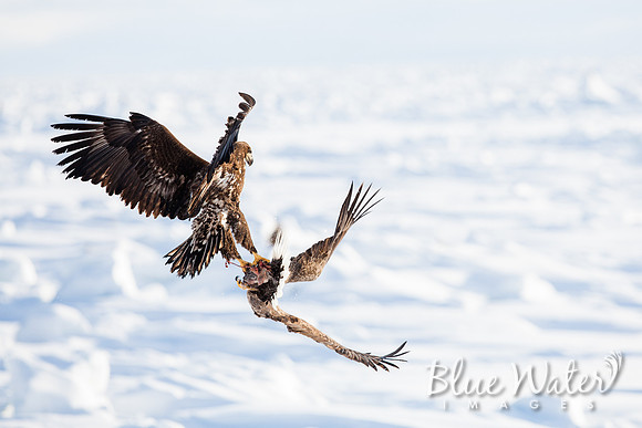 Steller's sea eagle
