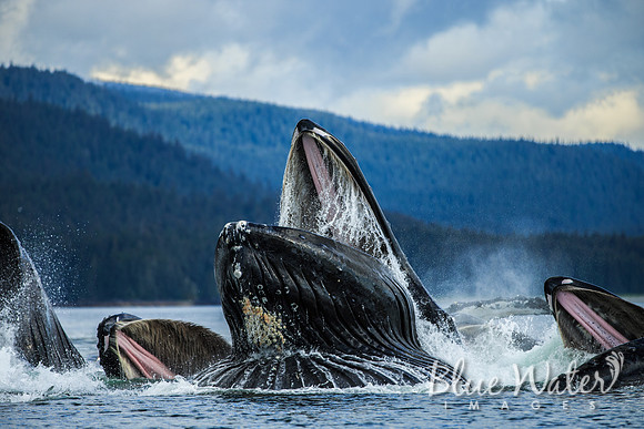Humpback whales bubble-net feeding