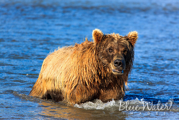 Brown bear fishing
