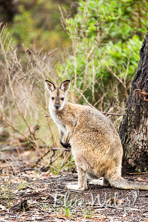 Yengo National Park