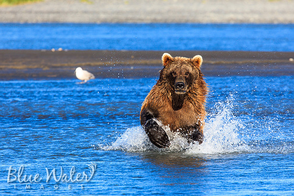 Brown bear fishing