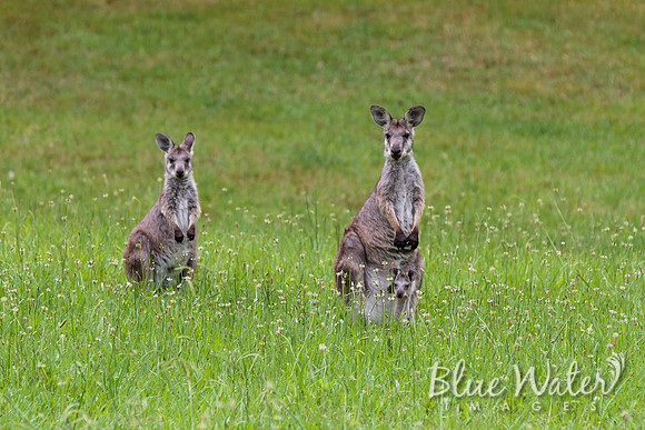 Wallabies with Joey