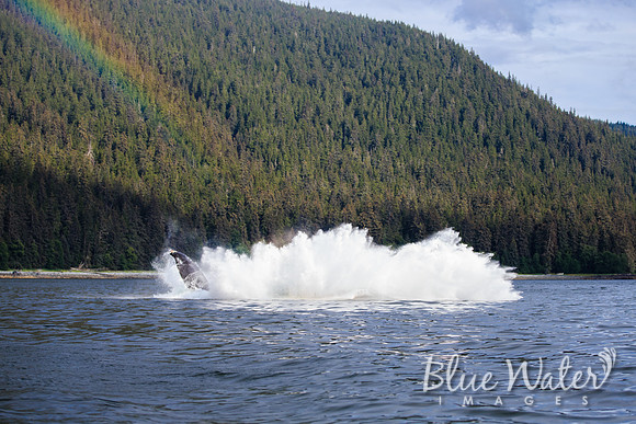 Humpback whales bubble-net feeding