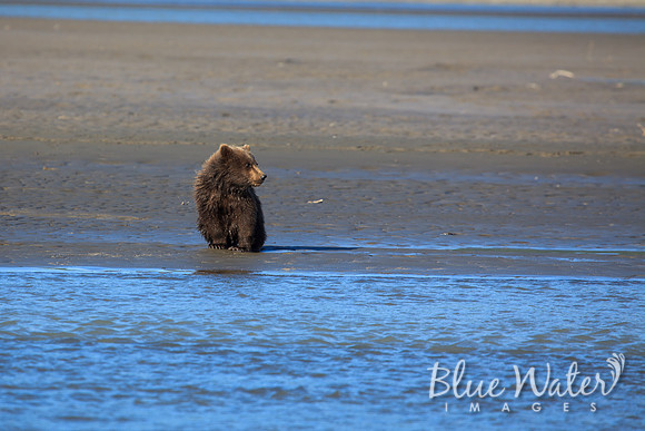 Brown bear cub