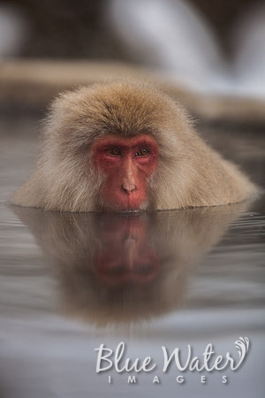 Japanese macaque