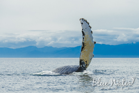 Humpback whales bubble-net feeding