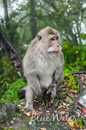 Balinese Macaque