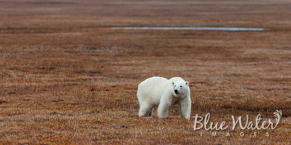 Polar bear