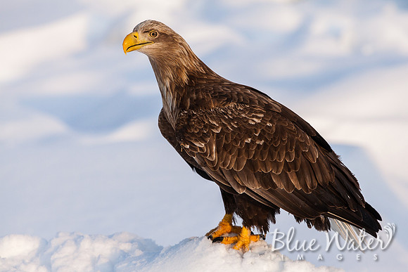 White-tailed sea eagle