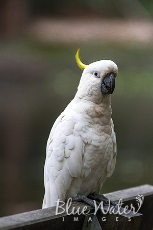 Sulphur-crested cockatoo