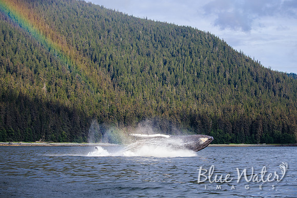 Humpback whales bubble-net feeding