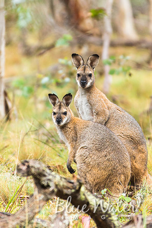 Wallaby