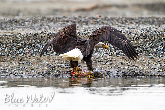 Haines, Alaska