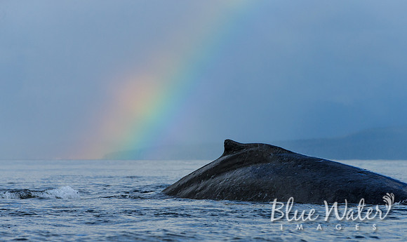 Humpback whales bubble-net feeding