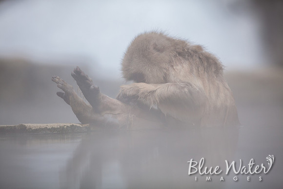 Japanese macaque