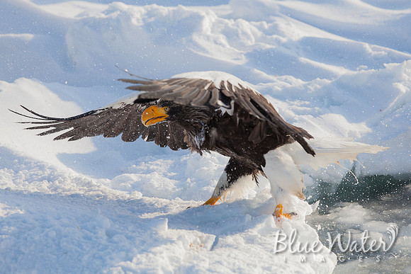 Steller's sea eagle