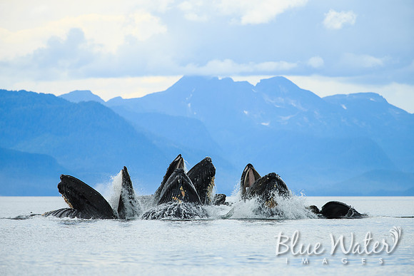 Humpback whales bubble-net feeding