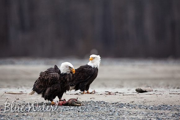 Haines, Alaska