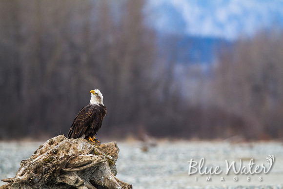 Haines, Alaska