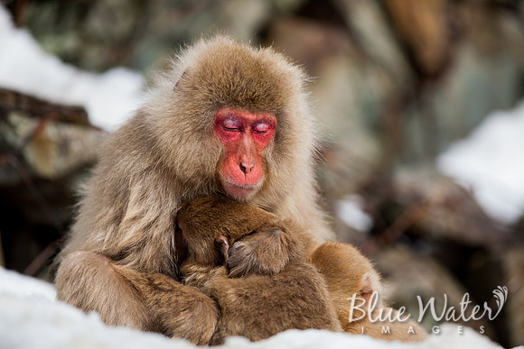 Japanese macaque
