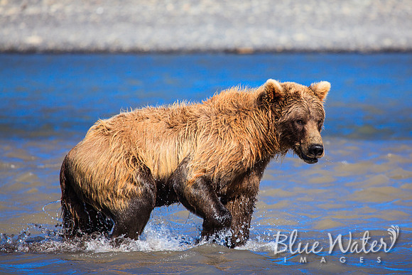 Brown bear fishing