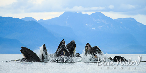 Humpback whales bubble-net feeding