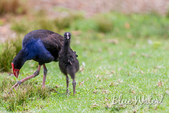 Purple moorhen