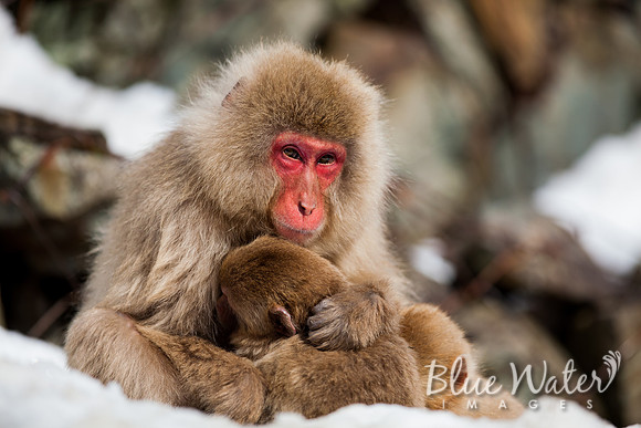 Japanese macaque