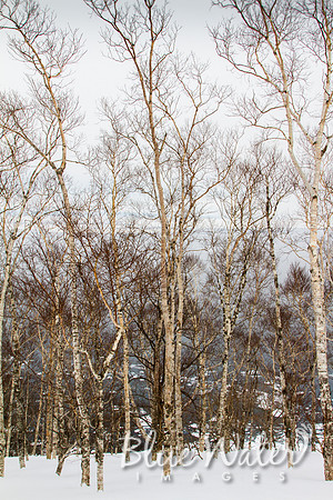 Hokkaido snow-capped mountains