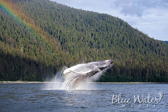 Humpback whales bubble-net feeding
