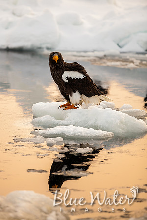 Steller's sea eagle