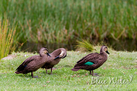 Pacific Black Ducks