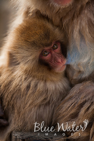 Japanese macaque