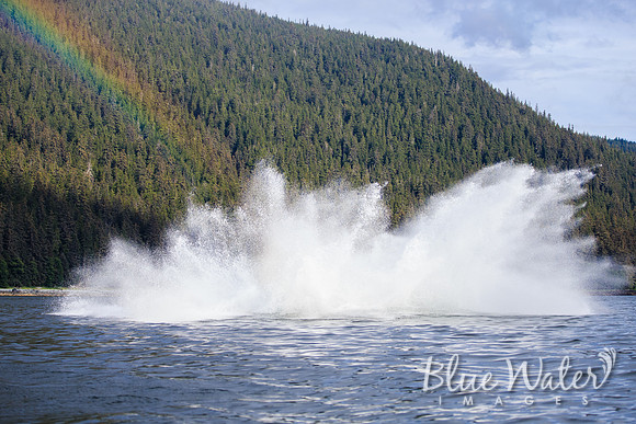 Humpback whales bubble-net feeding