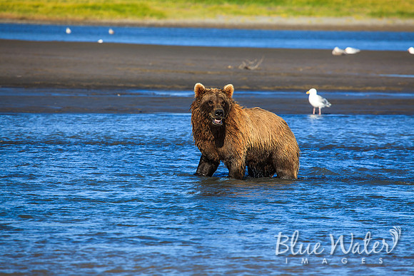 Brown bear fishing