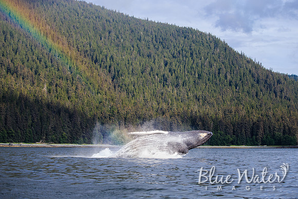 Humpback whales bubble-net feeding