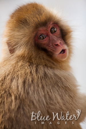 Japanese macaque