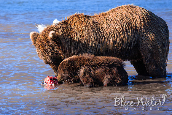 Brown bear fishing