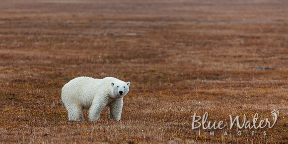 Polar bear