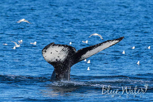 Humpback Dive