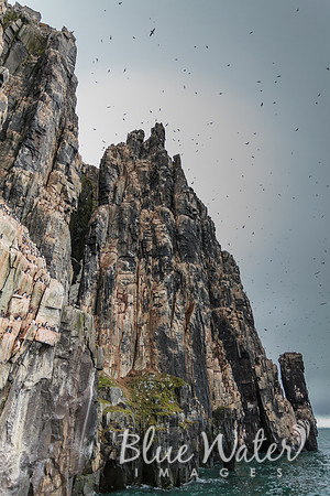 Bird Cliffs 01