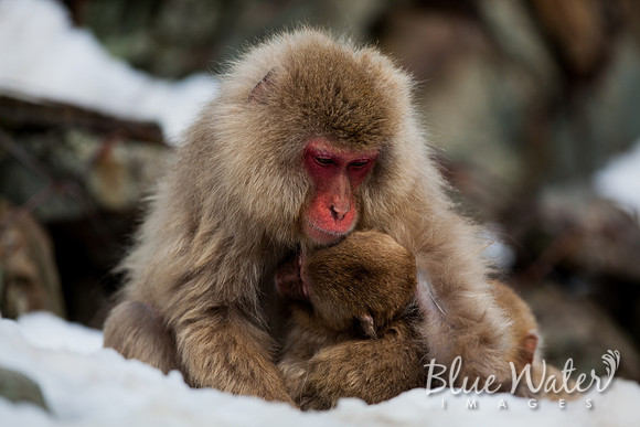 Japanese macaque