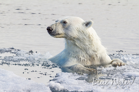 Female polar bear at the ice edge 03